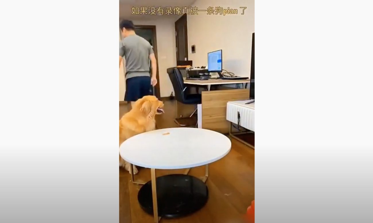 ゴールデンレトリーバー,動画