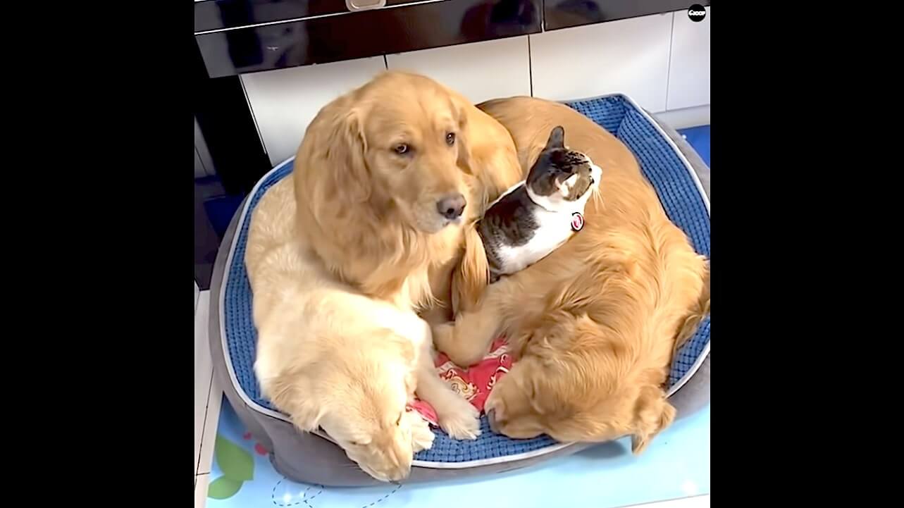 ゴールデンレトリーバー,動画