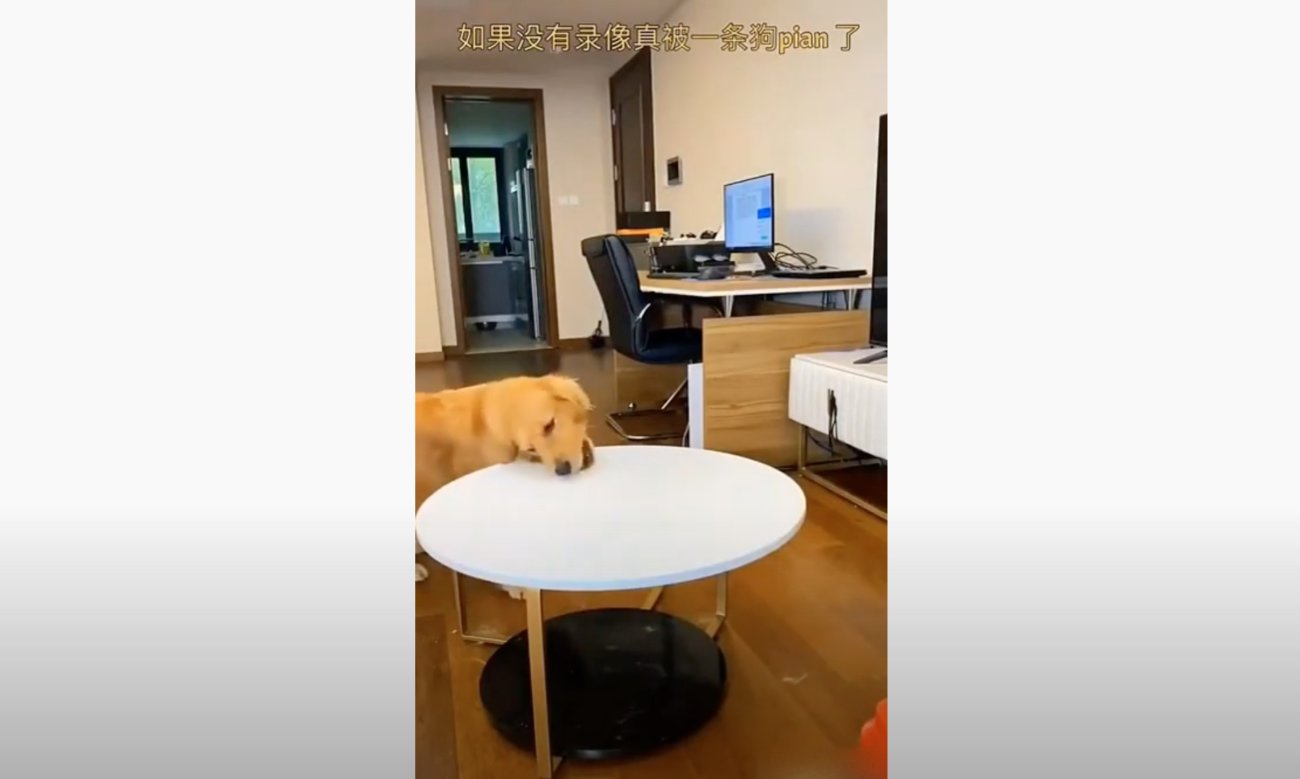 ゴールデンレトリーバー,動画