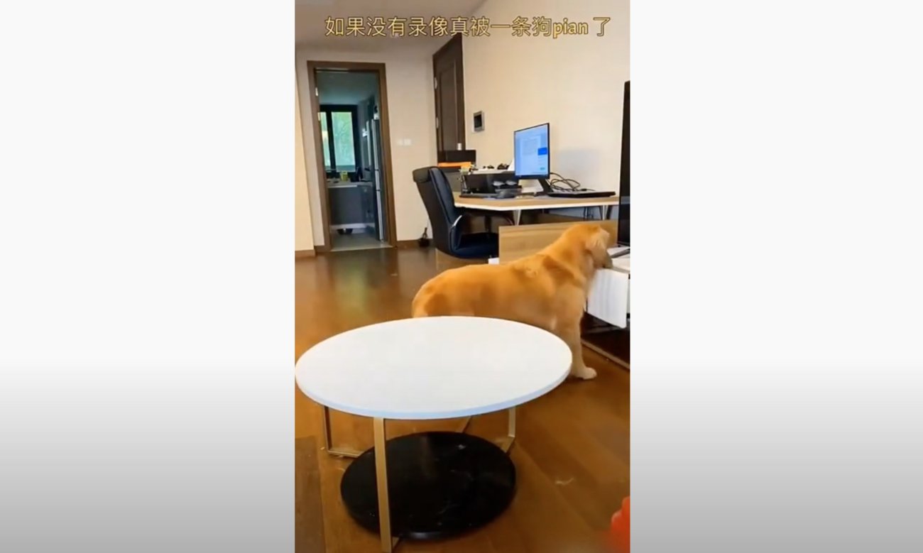 ゴールデンレトリーバー,動画