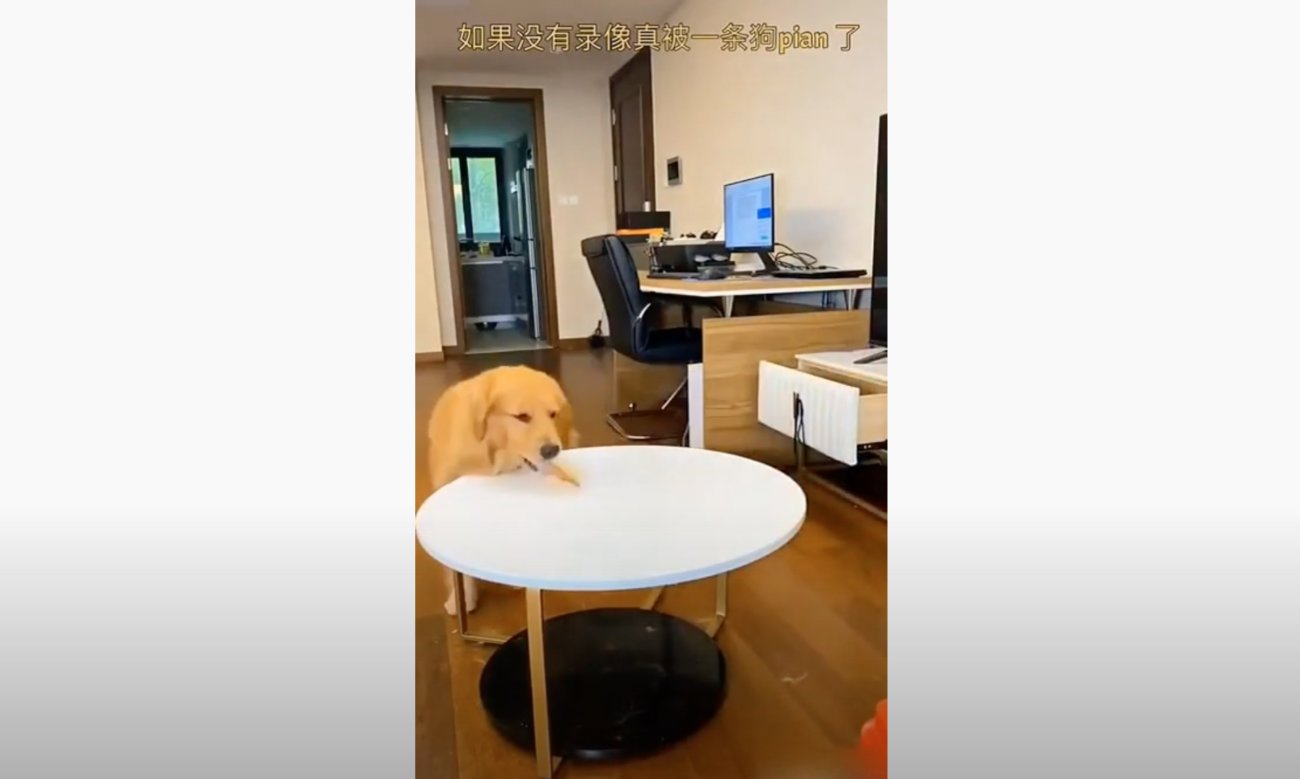 ゴールデンレトリーバー,動画