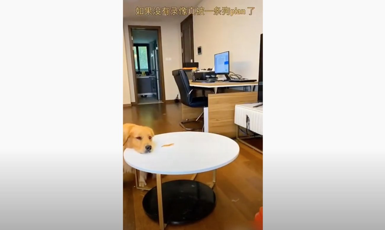 ゴールデンレトリーバー,動画