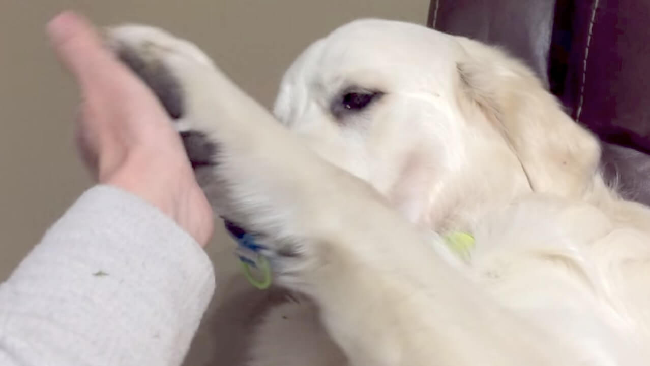 ゴールデンレトリーバー,動画