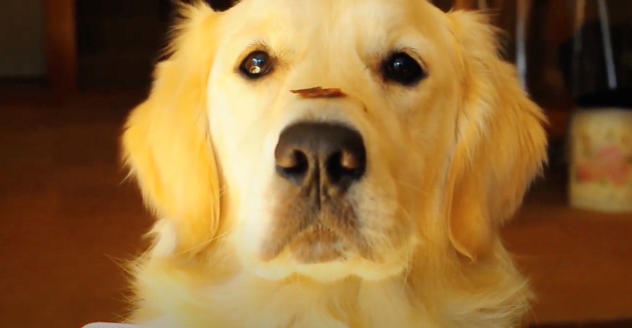 ゴールデンレトリーバー,動画