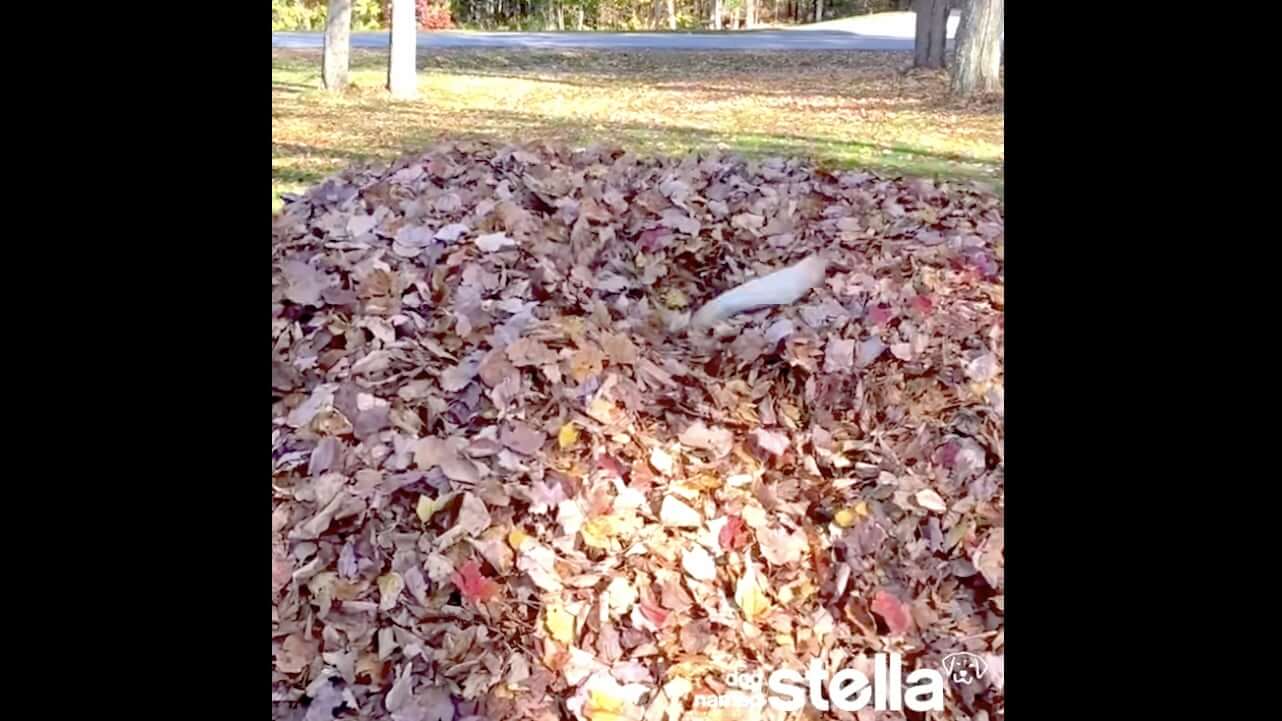 ラブラドールレトリーバー,動画