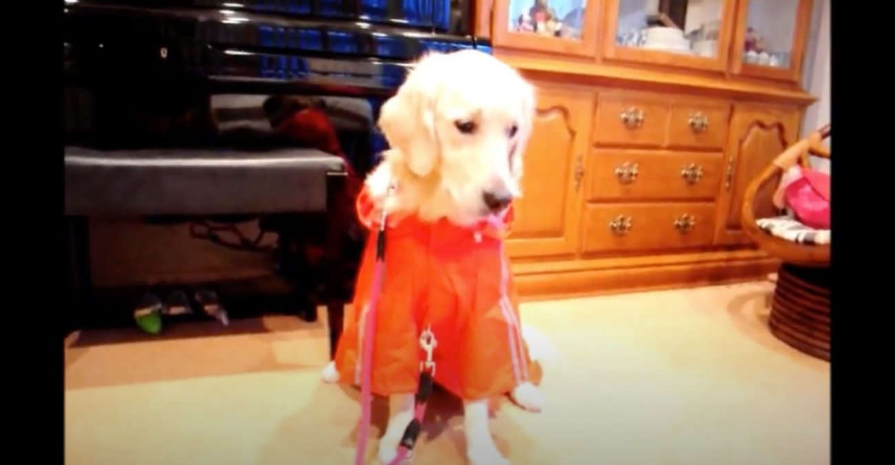 ゴールデンレトリーバー,動画