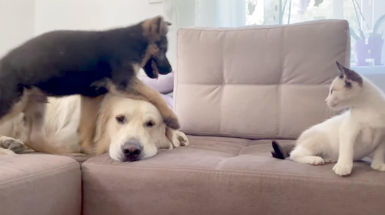 ゴールデンレトリーバー,動画