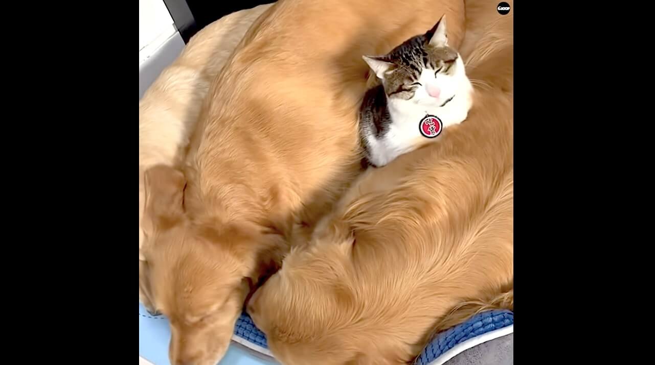 ゴールデンレトリーバー,動画