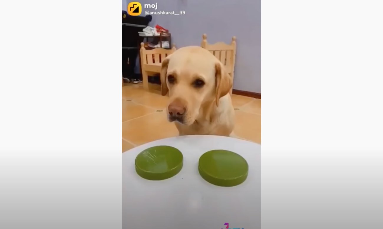 ラブラドールレトリーバー,動画