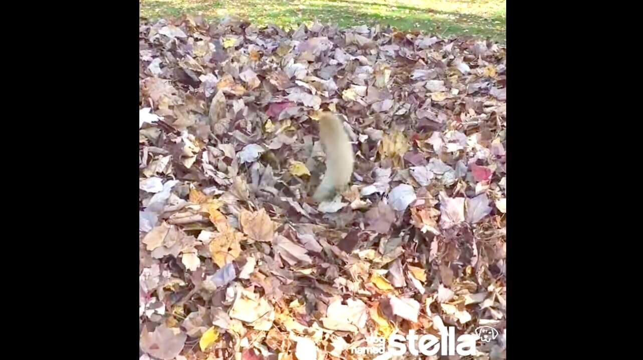 ラブラドールレトリーバー,動画