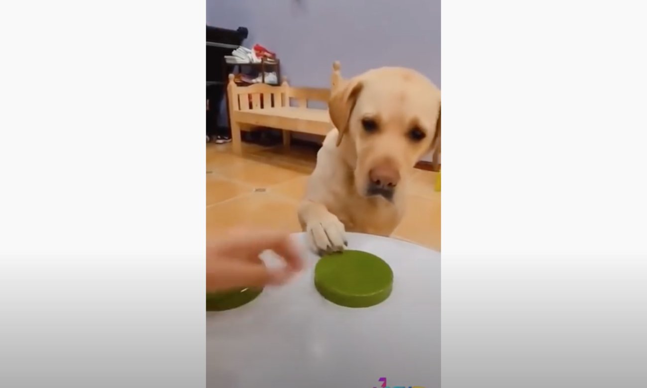 ラブラドールレトリーバー,動画