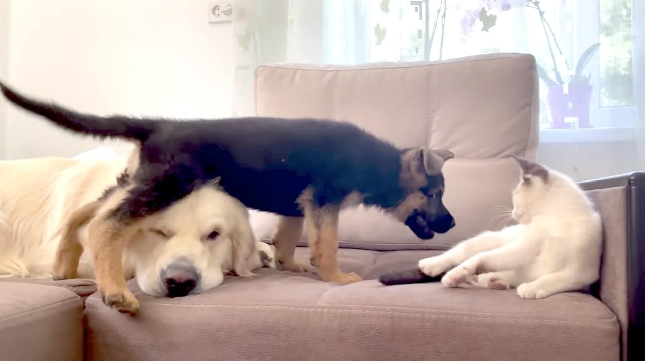 ゴールデンレトリーバー,動画