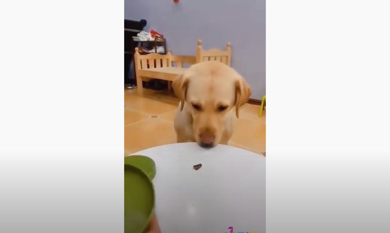 ラブラドールレトリーバー,動画
