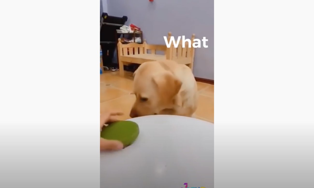 ラブラドールレトリーバー,動画