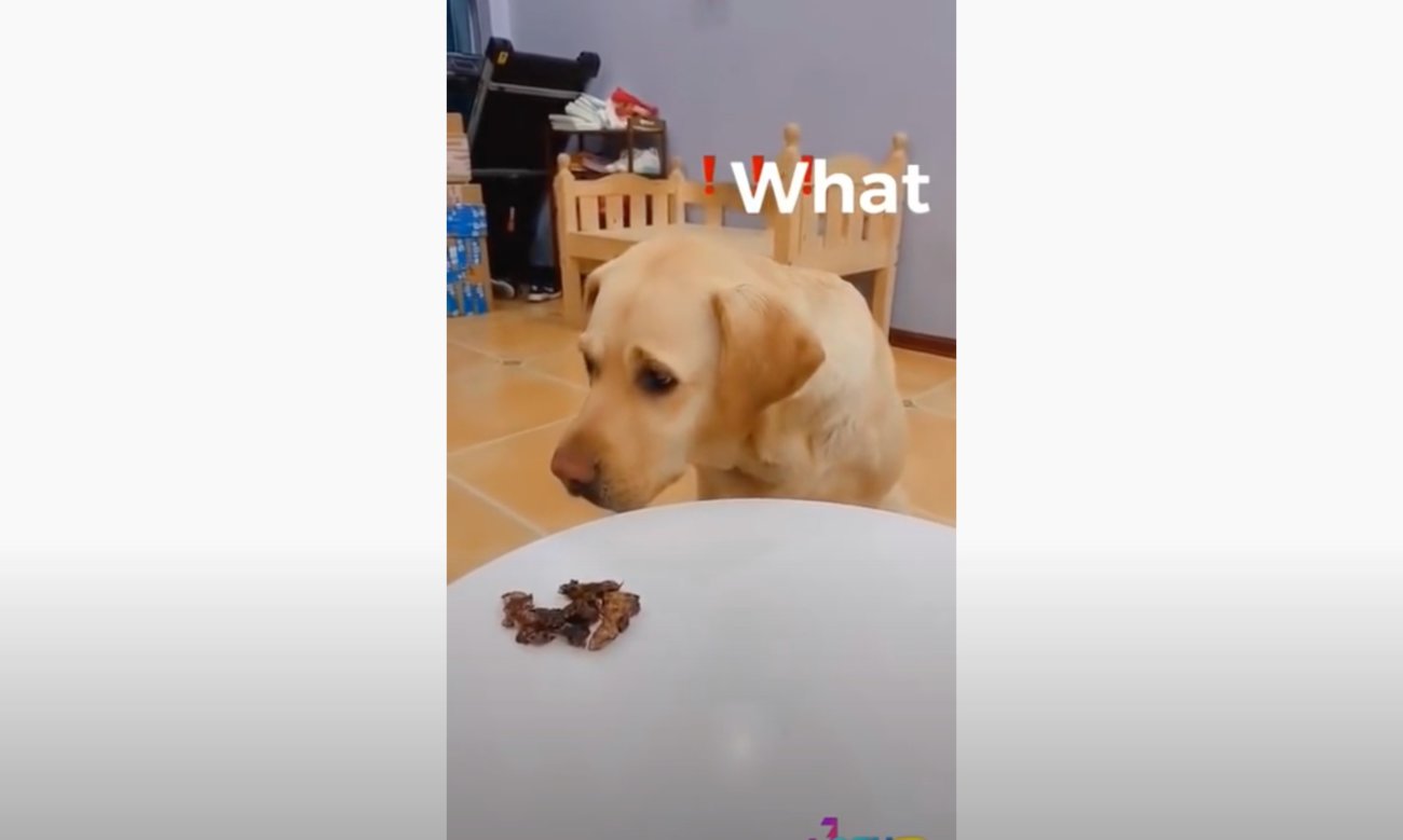 ラブラドールレトリーバー,動画