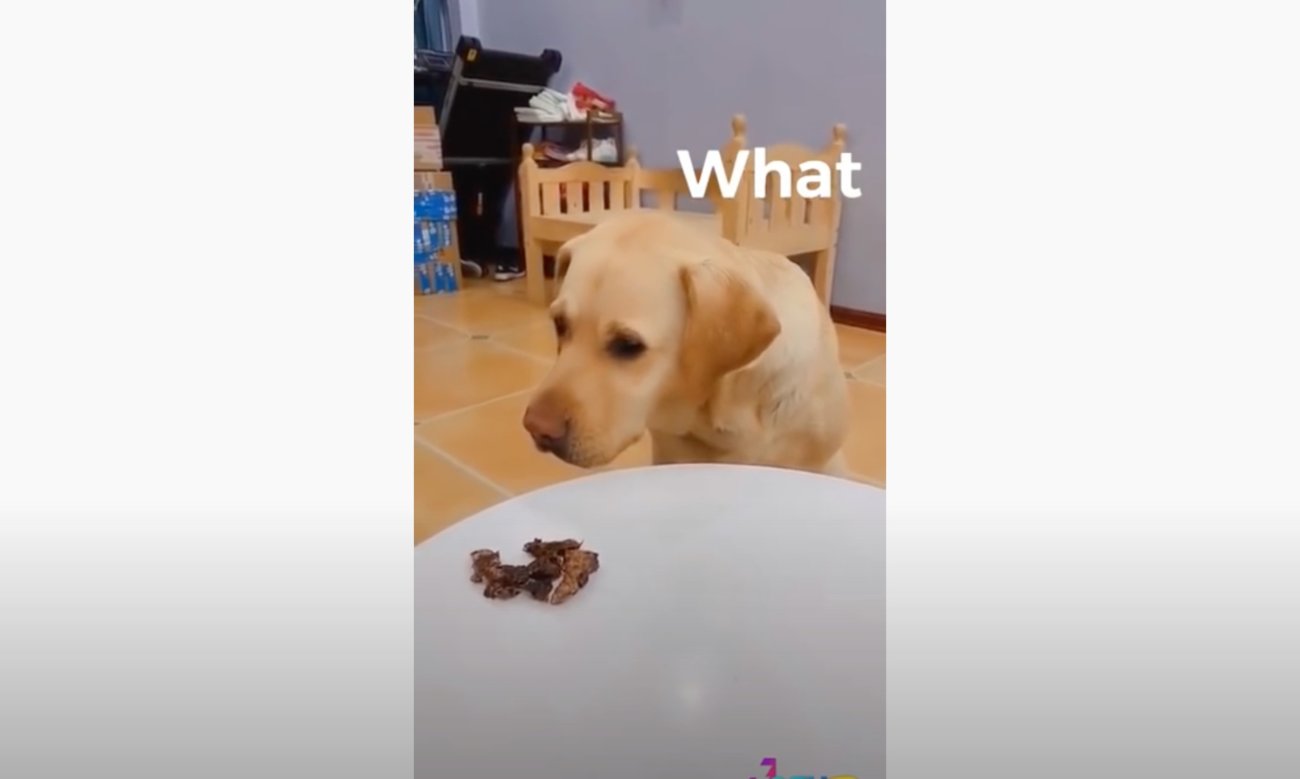 ラブラドールレトリーバー,動画