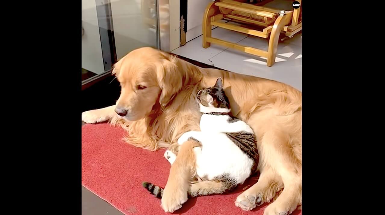 ゴールデンレトリーバー,動画