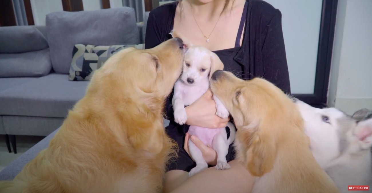 ゴールデンレトリーバー,動画