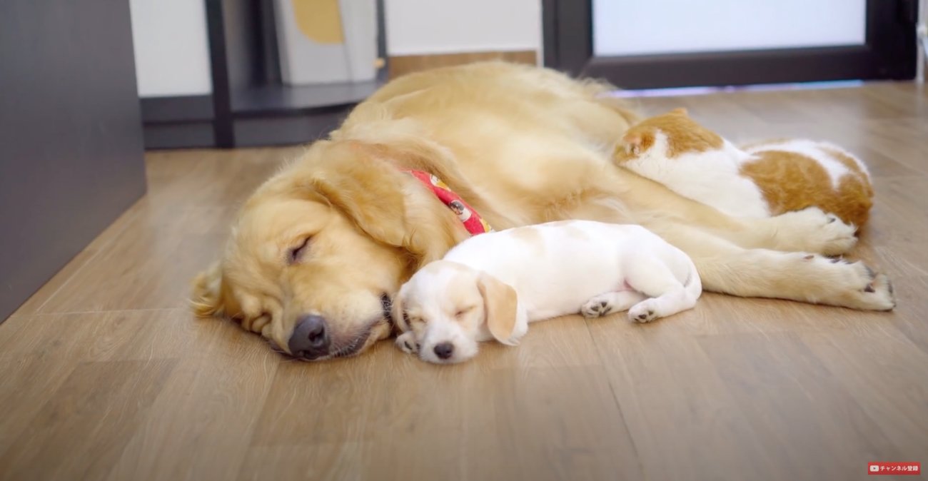 ゴールデンレトリーバー,動画