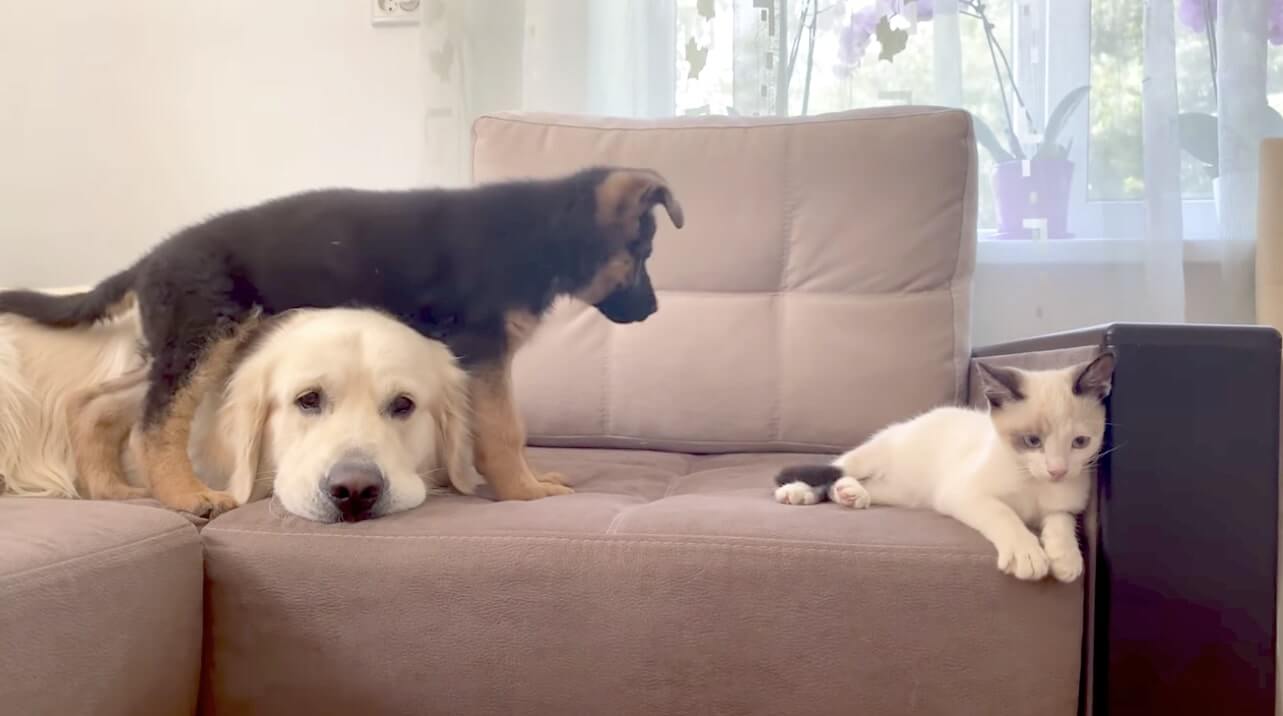 ゴールデンレトリーバー,動画