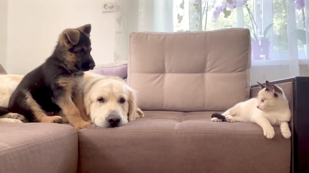 ゴールデンレトリーバー,動画