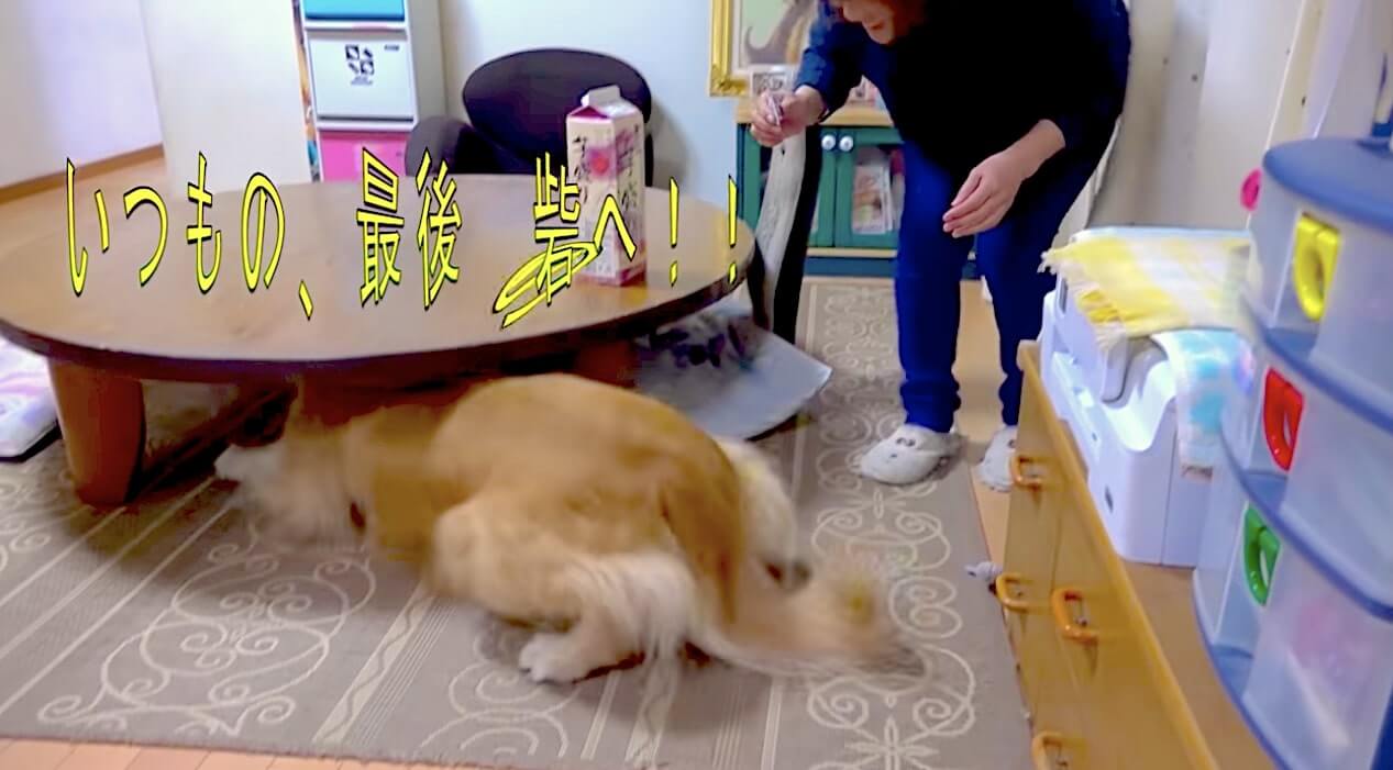 ゴールデンレトリーバー,動画