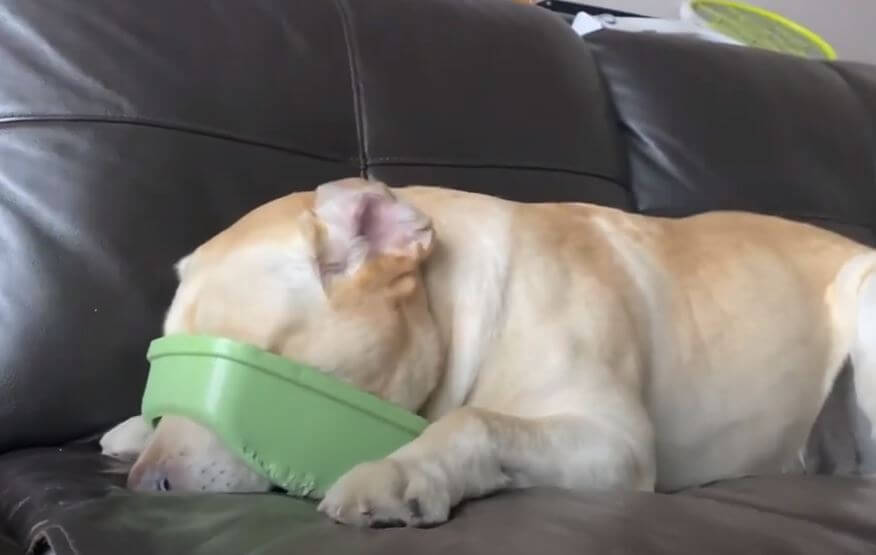 ラブラドールレトリーバー,動画