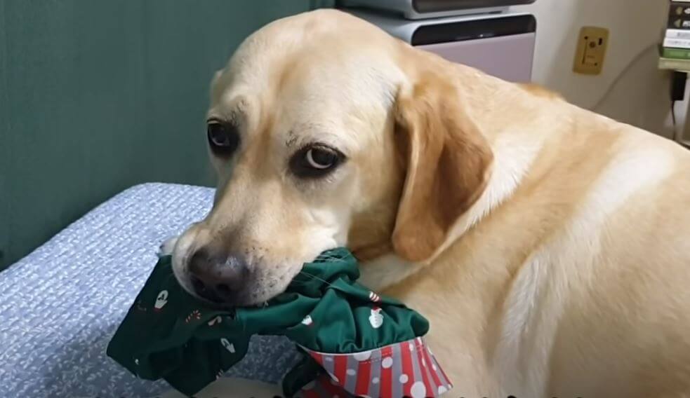 ラブラドールレトリーバー,動画