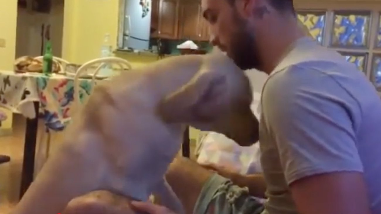 ラブラドールレトリーバー,動画