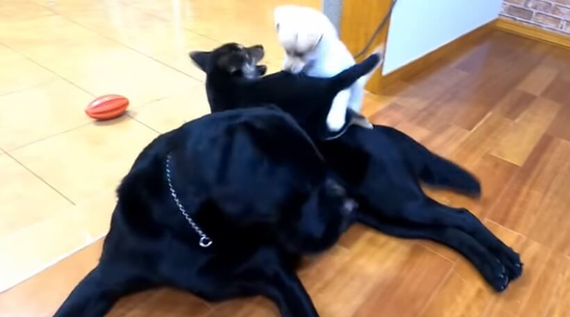 ラブラドールレトリーバー,動画