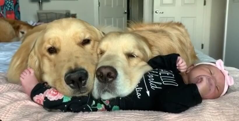 ゴールデンレトリーバー,動画