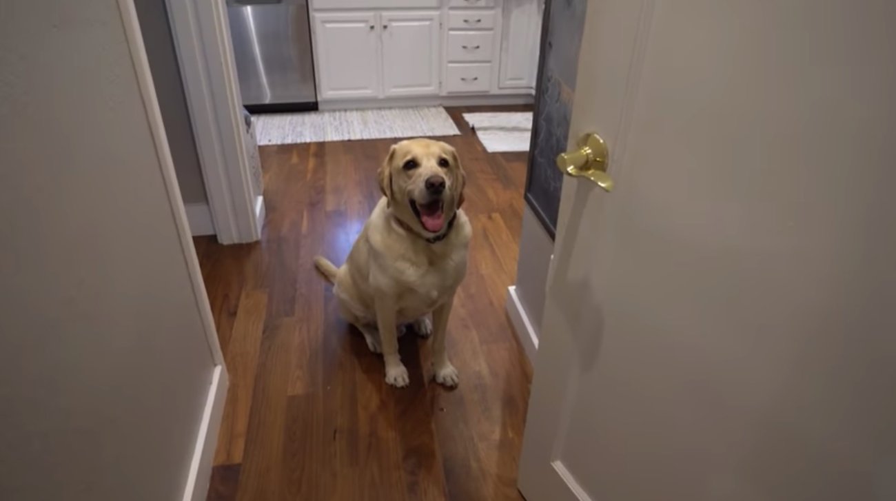 ラブラドールレトリーバー,動画