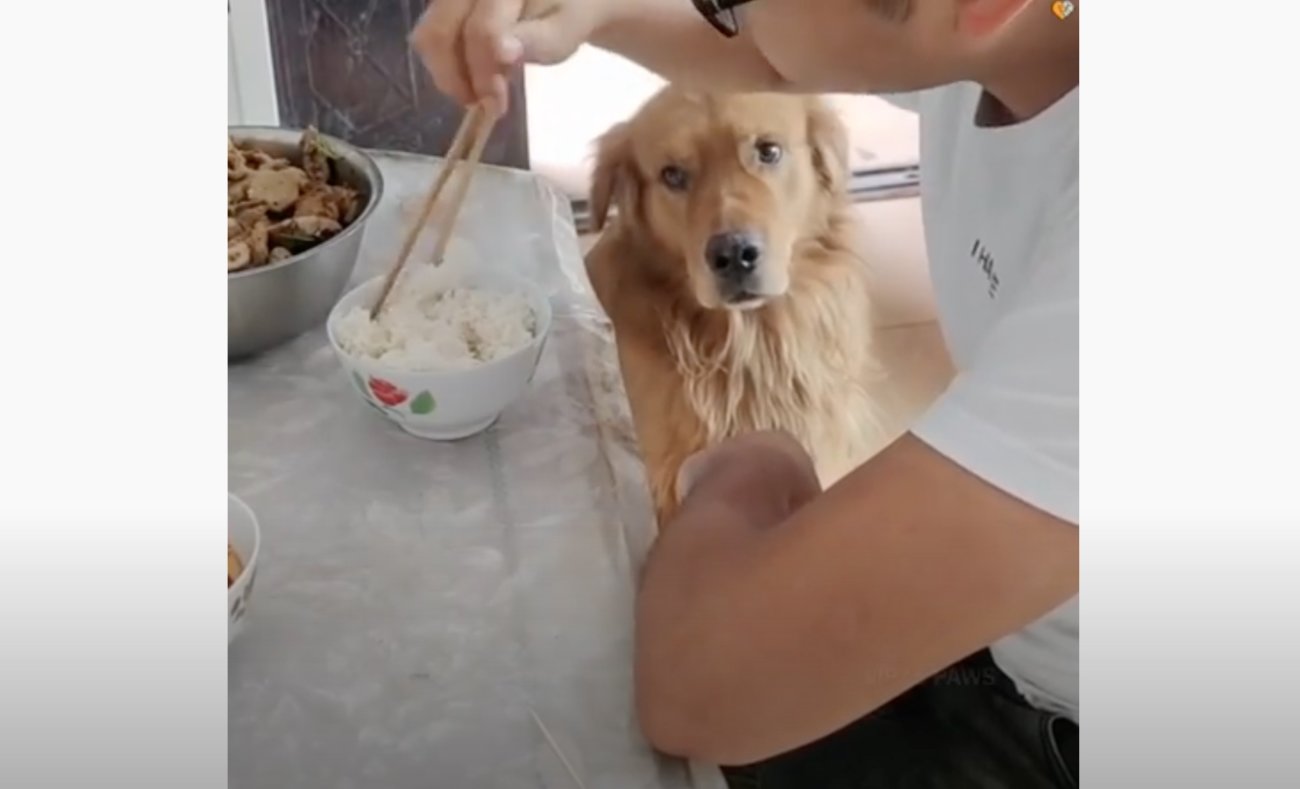 ゴールデンレトリーバー,動画