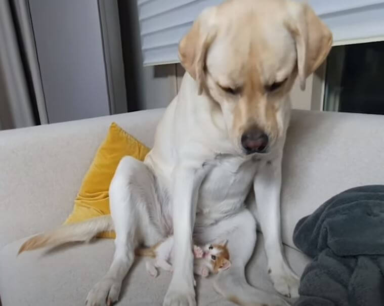 ラブラドールレトリーバー,動画