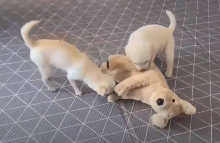 ラブラドールレトリーバー,動画