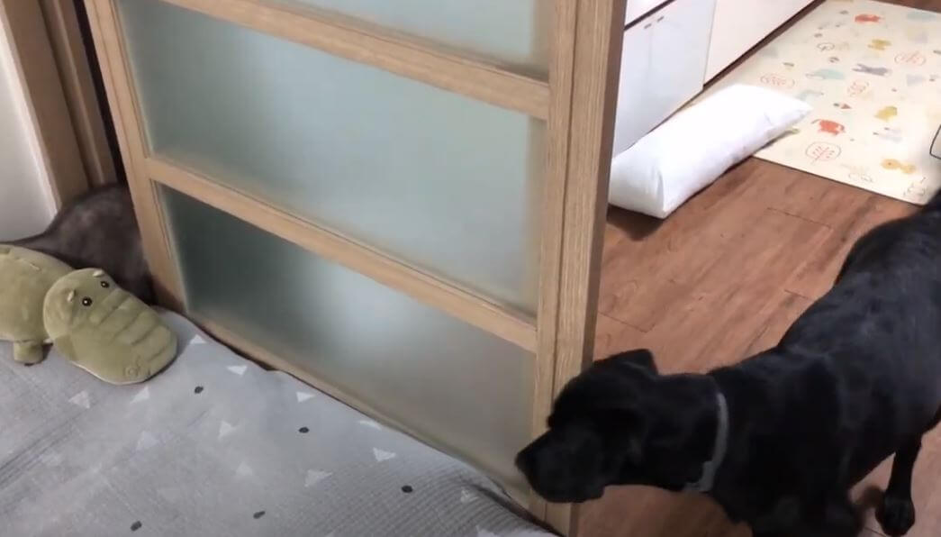 ラブラドールレトリーバー,動画