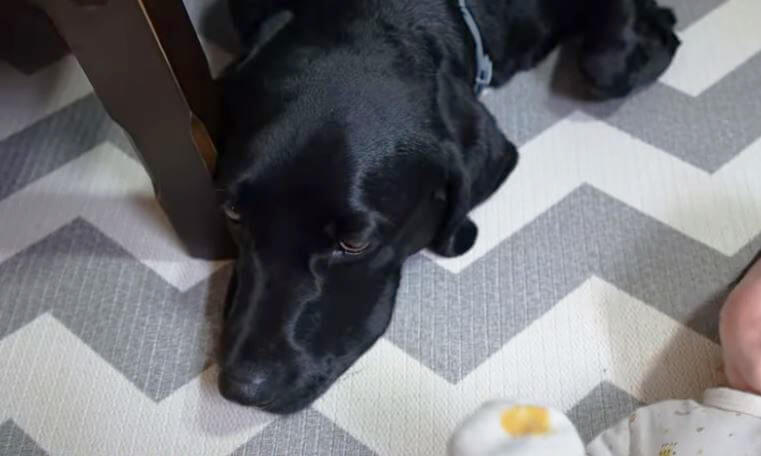 ラブラドールレトリーバー,動画