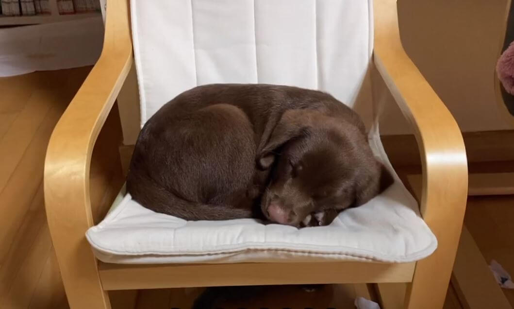 ラブラドールレトリーバー,動画