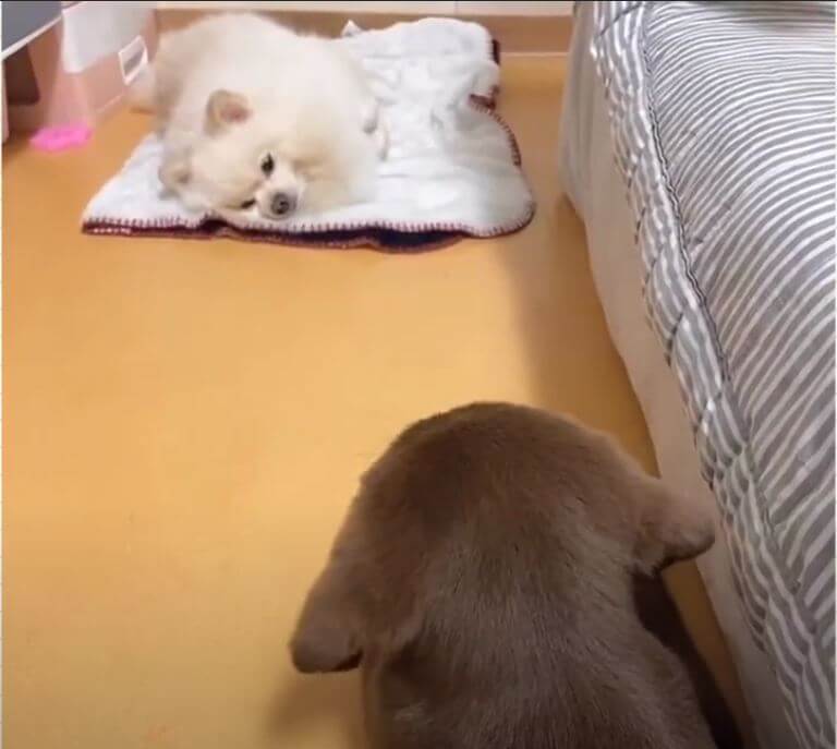 ラブラドールレトリーバー,動画