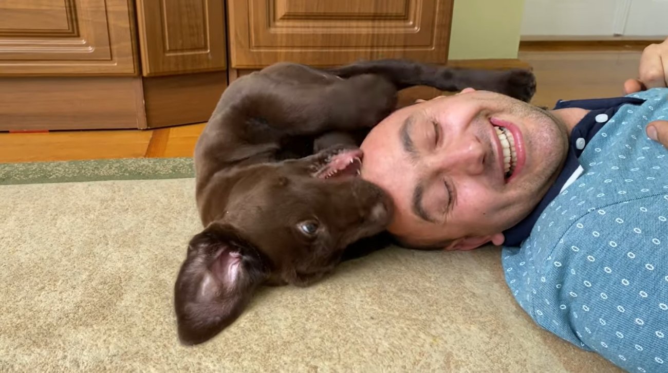 ラブラドールレトリーバー,動画