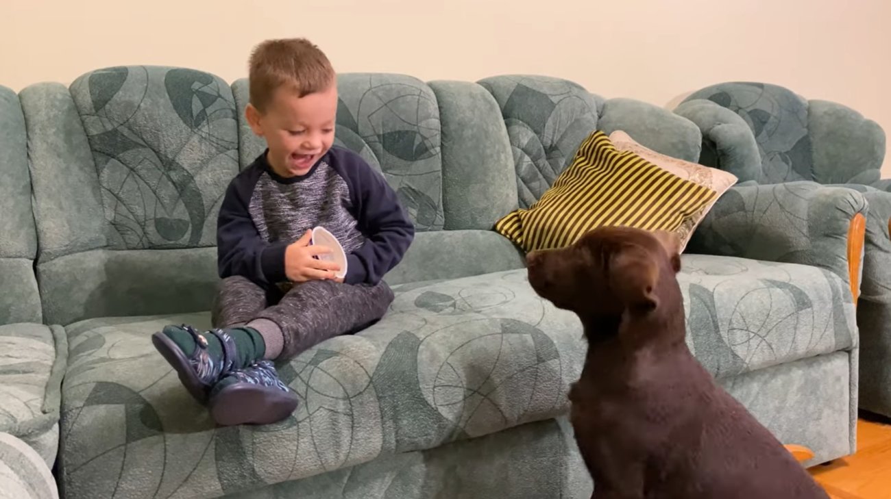 ラブラドールレトリーバー,動画