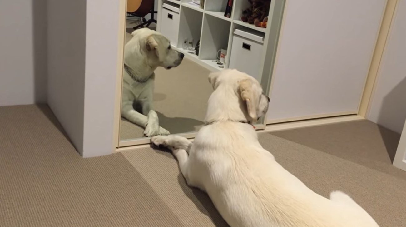 ラブラドールレトリーバー,動画