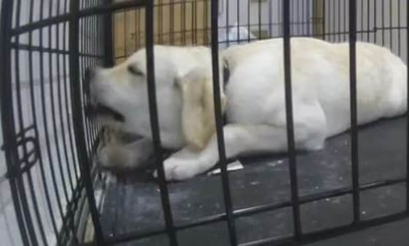 ラブラドールレトリーバー,動画