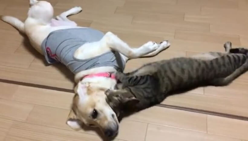 ラブラドールレトリーバー,動画