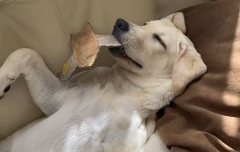 ラブラドールレトリーバー,動画