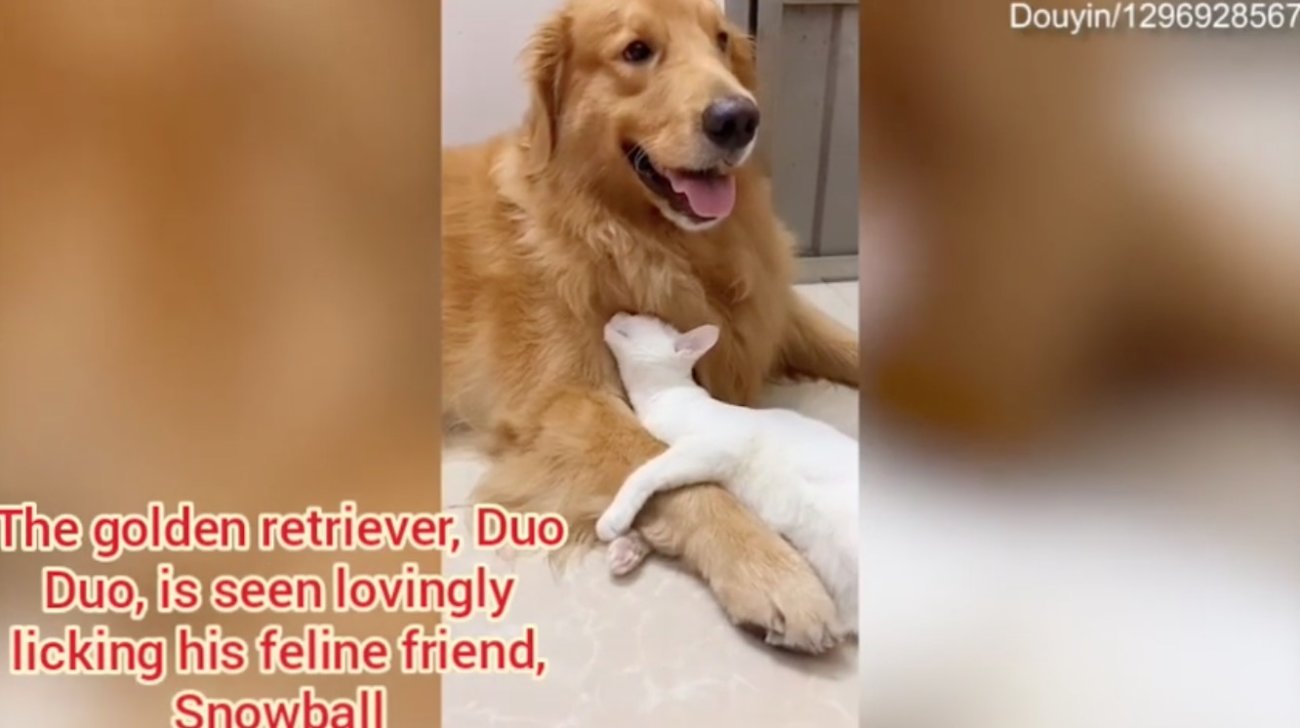 ゴールデンレトリーバー,動画