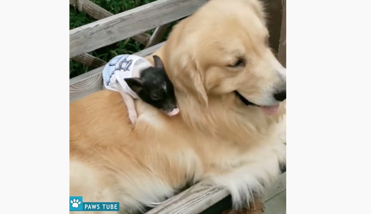 ゴールデンレトリーバー,動画