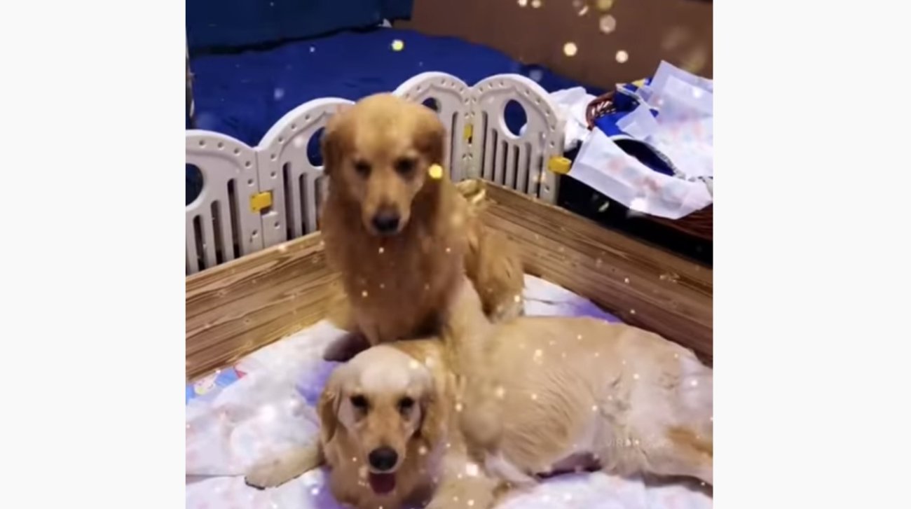 ゴールデンレトリーバー,動画