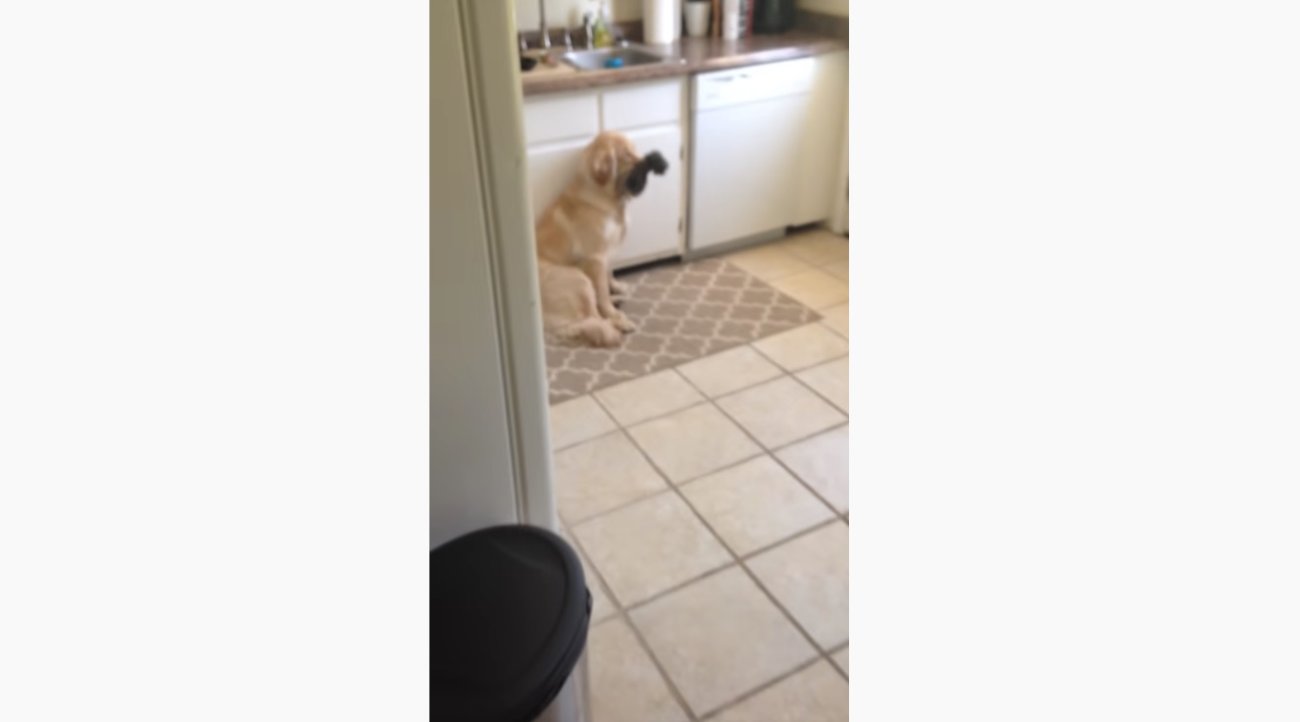 ゴールデンレトリーバー,動画