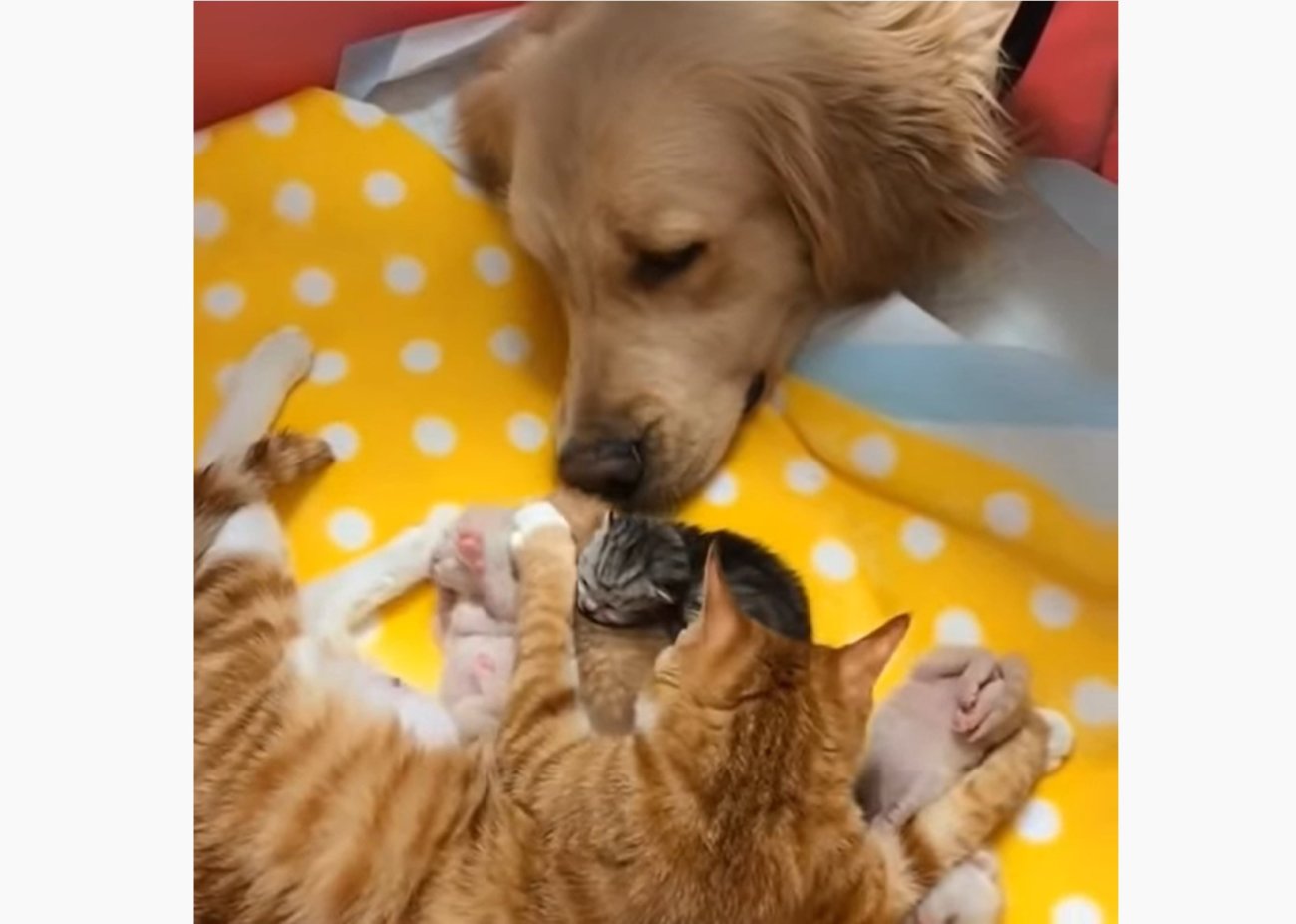 ゴールデンレトリーバー,動画